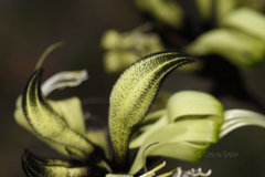 Macropidia fuliginosa