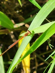Agriocnemis