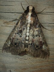 Sphingomorpha chlorea