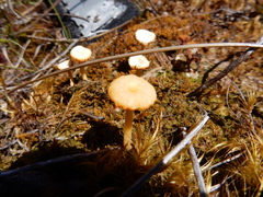 Lichenomphalia