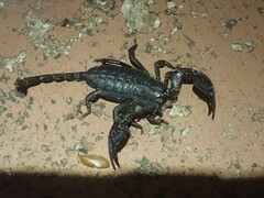Opisthacanthus capensis