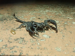 Opisthacanthus capensis