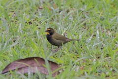 Tiaris olivaceus