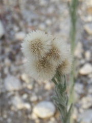 Erigeron bonariensis