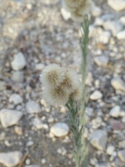 Erigeron bonariensis