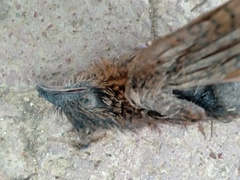 Centropus superciliosus burchellii