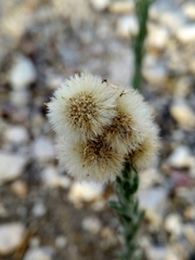 Erigeron bonariensis