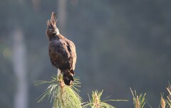 Lophaetus occipitalis