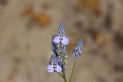 Comesperma calymega