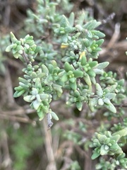 Thymus vulgaris