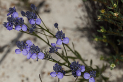 Comesperma calymega