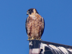 Falco longipennis