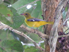 Oriolus brachyrynchus