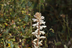 Orobanche minor