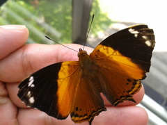 Hypanartia godmanii