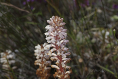 Orobanche minor