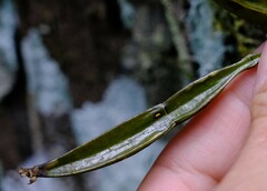 Dendrobium tetragonum