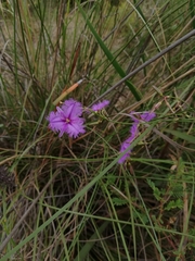 Thysanotus