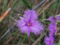 Thysanotus
