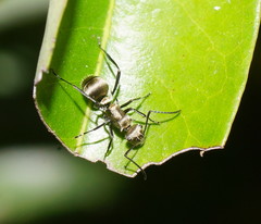 Polyrhachis cupreata