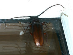 Cacodacnus planicollis
