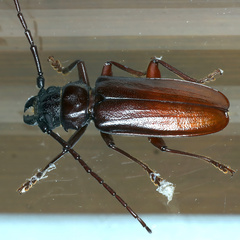Cacodacnus planicollis