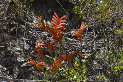 Anigozanthos humilis