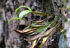 Dendrobium tetragonum