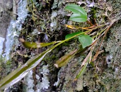 Dendrobium tetragonum