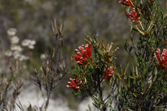 Lambertia multiflora