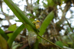 Pleurothallis dibolia