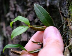 Dendrobium tetragonum