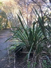 Phormium tenax