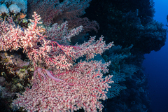 Siphonogorgia godeffroyi