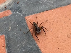 Jacksonoides queenslandicus