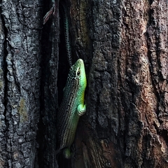 Dasia olivacea