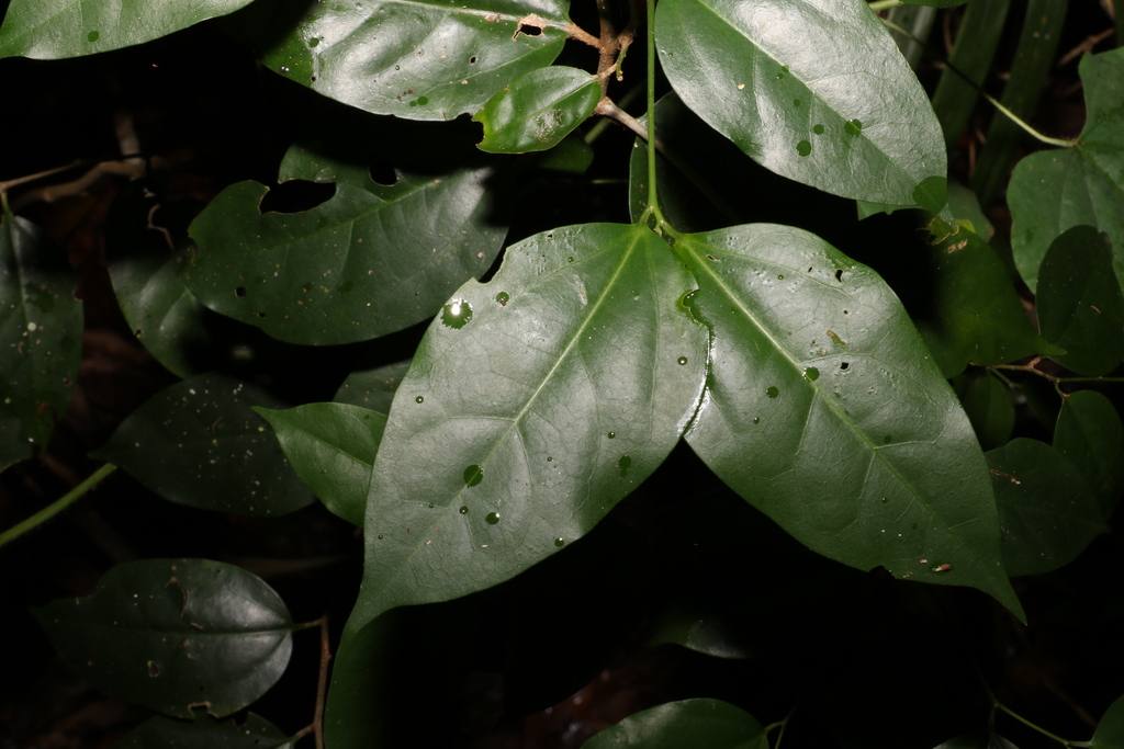 Celtis paniculata - council-listed tree