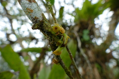Pleurothallis dibolia