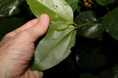 Celtis paniculata