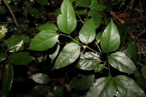 Image of Celtis paniculata by (c) Greg Tasney, some rights reserved (CC BY-SA)