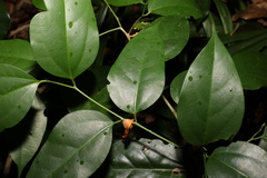 Celtis paniculata