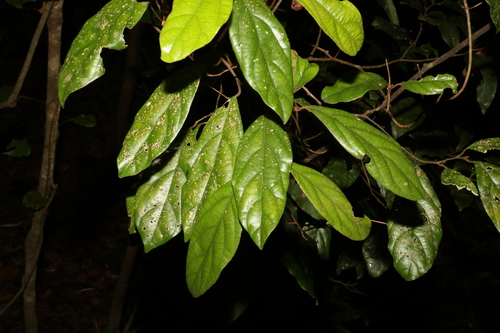 Image of Endiandra pubens by (c) Greg Tasney, some rights reserved (CC BY-SA)