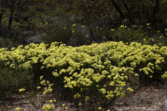 Glischrocaryon aureum