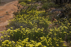 Glischrocaryon aureum