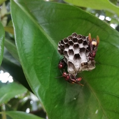 Polistes sagittarius