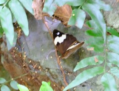 Heteronympha mirifica