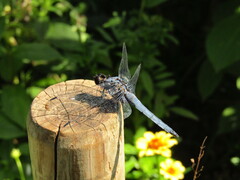 Orthetrum melania melania
