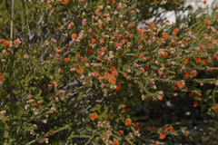 Melaleuca ectadioclada