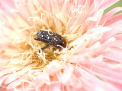 Cyrtothyrea