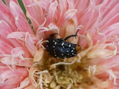 Cyrtothyrea